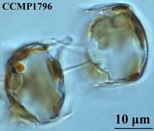 CCMP525 | NCMA at Bigelow Laboratory